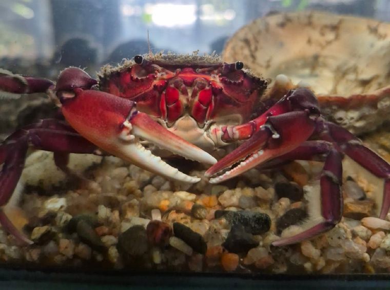 Cangre Burguer, el cangrejo que no puede volver al río