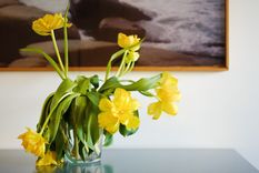 Con este secreto las plantas no solo dejarán de morir, sino que también estarán libres de plagas Foto: Fuente: Shutterstock