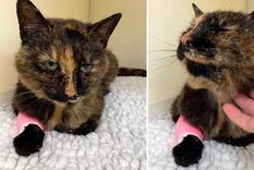 increible: gata vuelve a su hogar tras una aventura de siete anos