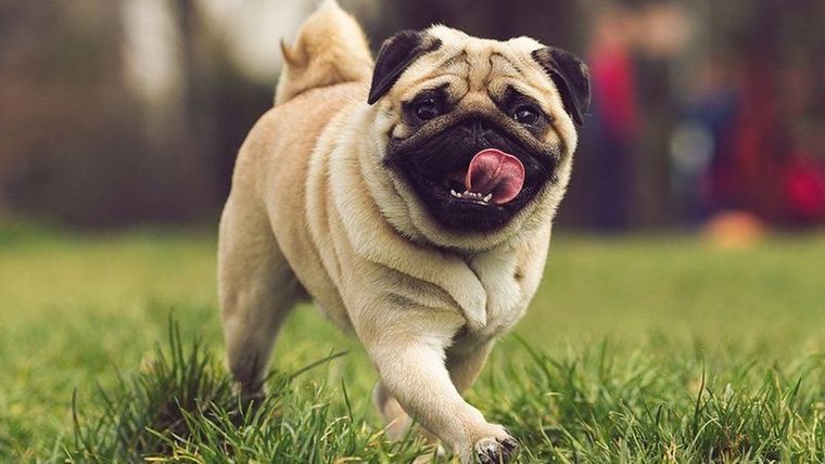 Lleva a tu perro al veterinario periódicamente. Lleva a tu perro al veterinario periódicamente. 