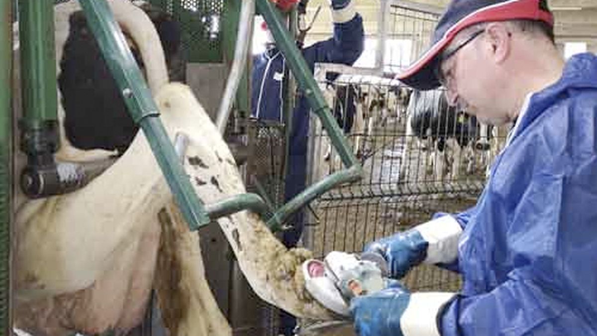 El podólogo bovino: una tarea clave expuesta en un taller clave para tambos
