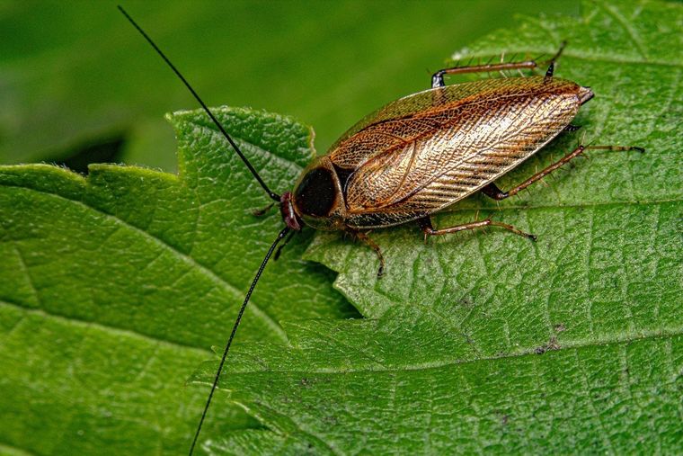 El truco definitivo para quitar las cucarachas con ajo Utiliza ajo para espantar a estos insectos. Foto: Pixabay