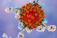 Los niveles de anticuerpos que protegen a una persona después de la infección de coronavirus disminuyen con bastante rapidez, según estudios. La ilustración muestra anticuerpos atacando al virus de la covid-19. Foto: SCIENCE PHOTO LIBRARY