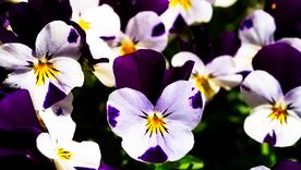 Es posible llenar el jardín de flores en invierno. Foto: eiviss-garden.com Es posible llenar el jardín de flores en invierno. Foto: eiviss-garden.com