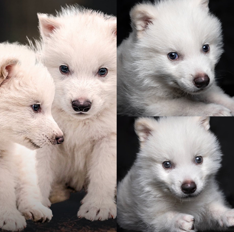 Este sería el primer caso de desextinción Foto: X