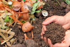 Según la Organización de las Naciones Unidas para la Agricultura y la Alimentación (FAO), aproximadamente un tercio de todos los alimentos producidos en el mundo se desperdicia. Foto: BR.