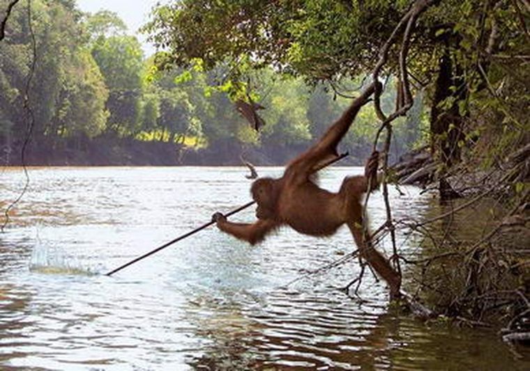 Orangután con actitudes humanas.