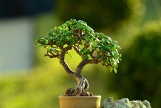 Esta planta es indispensable para tenerlo en el hogar Foto: Shutterstock