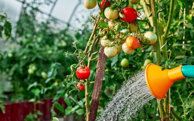Esta es la manera correcta de sembrar tomates Foto: Shutterstock