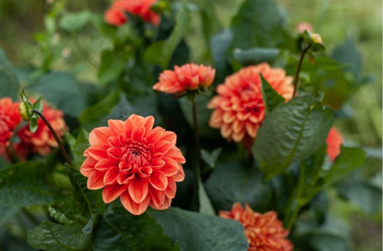 Dalia Una de las plantas de origen mexicano para tu jardín Foto: Shutterstock