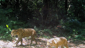 Los científicos vienen monitoreando a los yaguaretés con cámaras trampas desde 2019 Los científicos vienen monitoreando a los yaguaretés con cámaras trampas desde 2019
