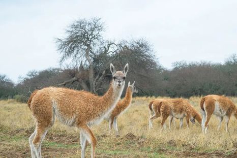 Tras la polémica por el consumo de la carne de burro, ahora se planteó el consumo de la carne de guanaco. Tras la polémica por el consumo de la carne de burro, ahora se planteó el consumo de la carne de guanaco.
