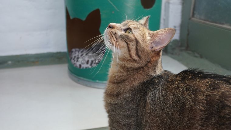 Los mejores trucos para evitar que el gato trepe a las mesas Foto: Archivo