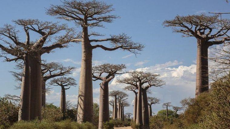 Por sus peculiares formas y gran altura los baobab son uno de los árboles más famosos del mundo. Foto: GETTY IMAGES