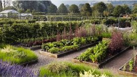 Una huerta familiar implica un poco alejarse de las redes sociales y del estrés general de la vida moderna, y significa el estar comprometido con algo diferente. Foto: Jardín orgánico de Yeo Valley