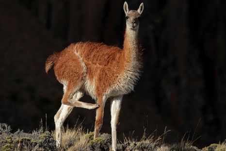 Se estima que, al menos, 22 millones de guanacos habitaban la Patagonia previo a la introducción del ganado ovino Foto: Gentileza Darío Postesta, CCT CONICET-CENPAT