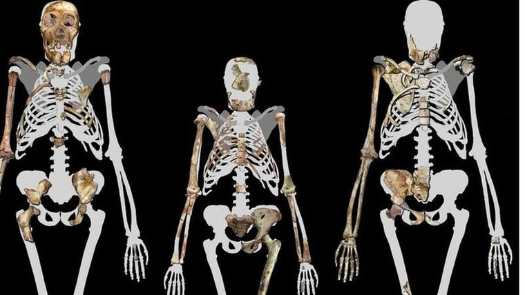 Lucy (en el centro) y dos individuos de la especie Australopithecus sediba, un ancestro de los humanos modernos de hace dos millones de años. Foto: WIKIMEDIA COMMONS