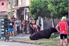 video: saquearon un camion y faenaron a tres vacas en plena calle video: saquearon un camion y faenaron a tres vacas en plena calle