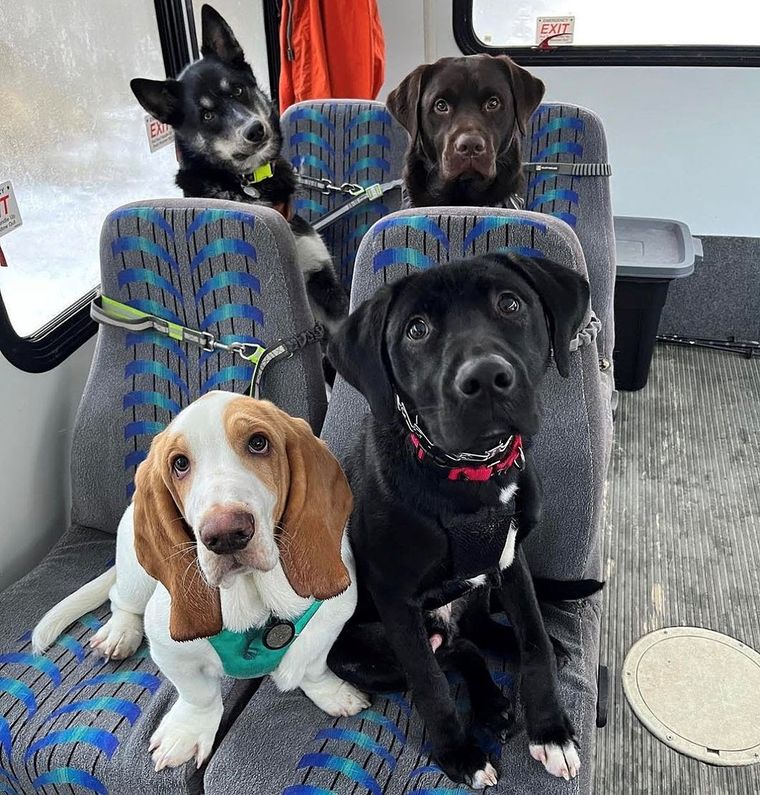 Foto: @mo_mountain_mutts/TikTok