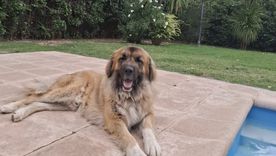 El caso del perro Hugo disparó una serie de denuncias de intentos de estafas.