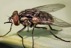 las extranas mascotas de seis escritores