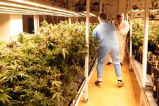 El rendimiento esperado es de 150 kg de flores secas por cosecha. Foto: ALF PONCE MERCADO / MDZ El rendimiento esperado es de 150 kg de flores secas por cosecha. Foto: ALF PONCE MERCADO / MDZ