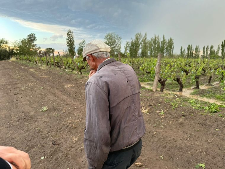 Cientos de hectáreas se vieron afectadas por la caída de granizo. Foto: Municipalidad de San Rafael