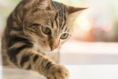 El estudio se baso en el comportamiento de gatos y sus dueños Foto: Shutterstock