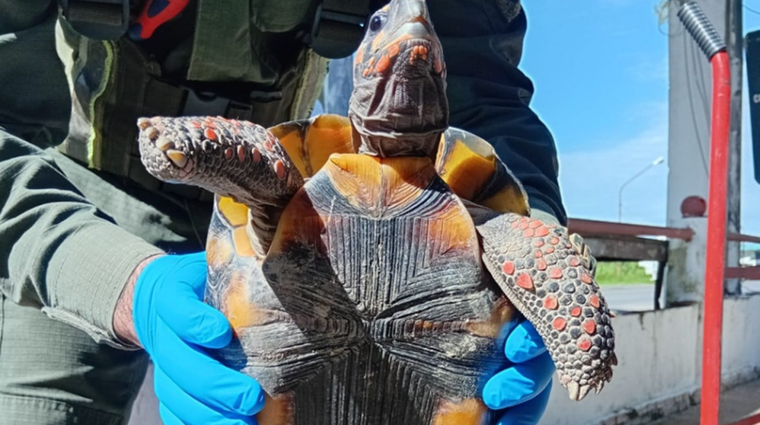 Una mujer fue detenida por llevar una tortuga en una olla.