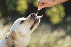 La desparasitación debe ser interna y externa. Foto: Shutterstock