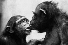 Madre chimpancé y su hijo de 4 años firman acuerdo de destete. Foto: FRANS DE WAAL/DIVULGACIÓN