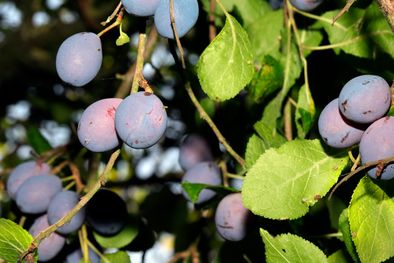 MDZol | El árbol de la ciruela damascena necesita luz solar para desarrollar sus frutos. Foto: spain.inaturalist.org