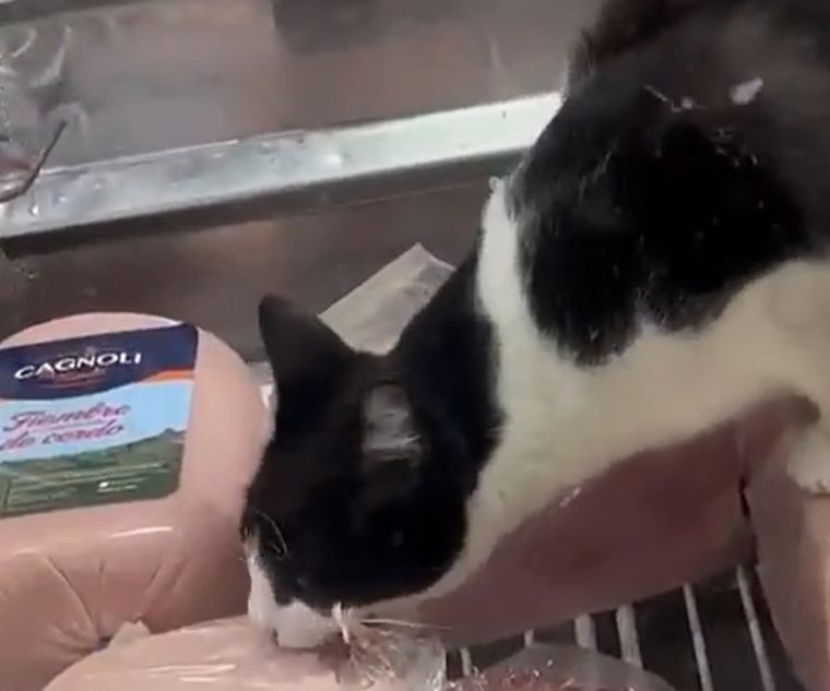 El gato por el que fue clausurada la fiambrería Foto: Captura de video