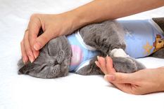 CUIDADOS DE GATOS Foto: SHUTTERSTOCK