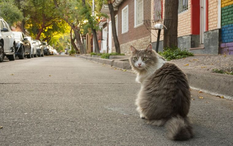 El gato ocupa un lugar muy importante en el feng shui. El gato ocupa un lugar muy importante en el feng shui. 