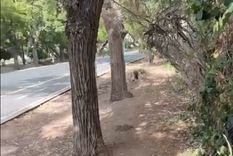 pase y mire: el mal estado del alambrado del golf club andino