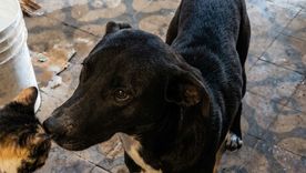 Este es el perro que protegió a un hombre que se encontraba incosciente en plena calle.