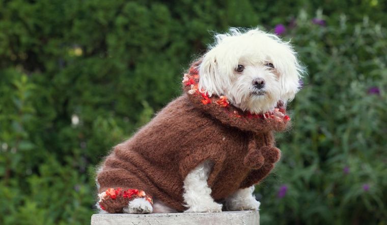 En Mendoza, es muy común ver a los perritos abrigados por sus dueños. En Mendoza, es muy común ver a los perritos abrigados por sus dueños.