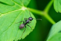 Un insecto muy molesto para las plantas. Foto: Fuente: Shutterstock