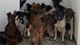 Fueron salvados 81 perros de un criadero de Guaymallén. / Instagram @salvandopatas.ong Fueron salvados 81 perros de un criadero de Guaymallén. / Instagram @salvandopatas.ong