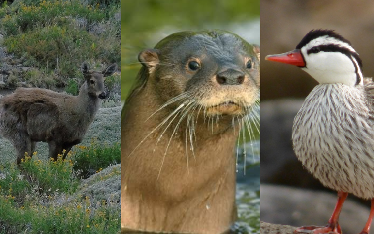 El huemul, el huillín y el pato de los torrentes están en peligro de diferente manera. Foto: argentina.gob.ar