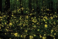 Las luciérnagas generan luz en intervalos de seis a ocho segundos Foto: Mariel de Viaje