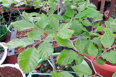 MDZol | Ejemplares de los bonsáis el Haya (Fagus sylvatica o Fagus crenata). Foto: tribubonsai.com