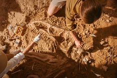 Se trata de un saurópodo que vivió hace 90 millones de años (imagen ilustrativa) Foto: Shutterstock