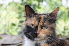 La mayoría de gatos tricolor suelen ser hembras Foto: Shutterstock La mayoría de gatos tricolor suelen ser hembras Foto: Shutterstock