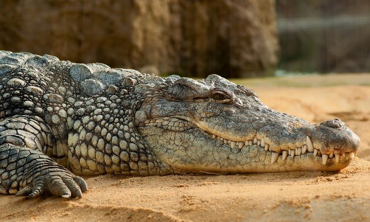 Sueños Conoce el significado de soñar con cocodrilos Foto: Pexels