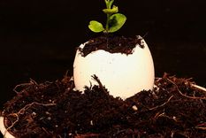 Foto: Pixabay - pixabay.com Foto: Pixabay - pixabay.com