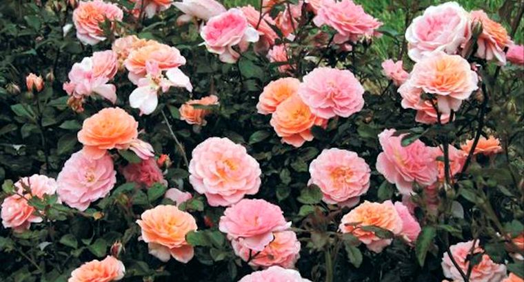 Rosa Apricot: es una variedad de rosa cubresuelos. Foto: Nature Hills