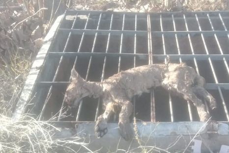 El puma juvenil fue encontrado muerto dentro del canal Cacique Guaymallén, en la zona de Mayor Drummond, Luján de Cuyo. &nbsp;