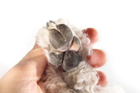 Hay momentos donde los perros sienten frío. Fuente: Shutterstock.